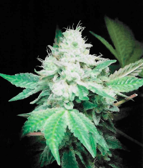 Cannabis Cured Gorilla Glue #4