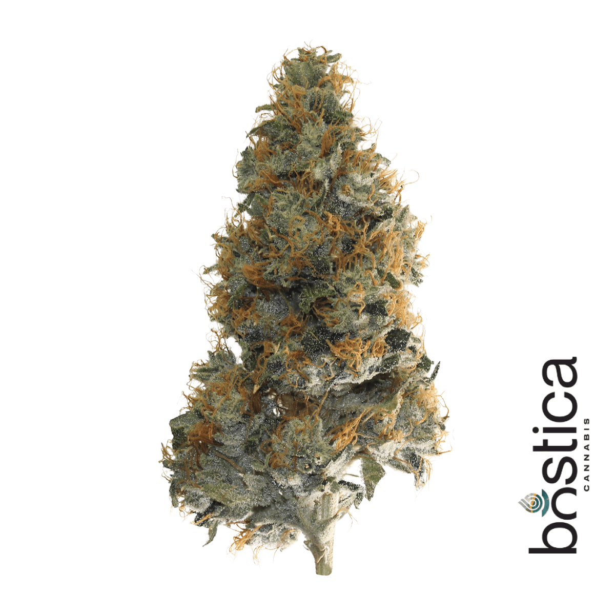 Bostica Godfather OG