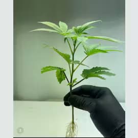 Colorado Harvest Company Bros Clone