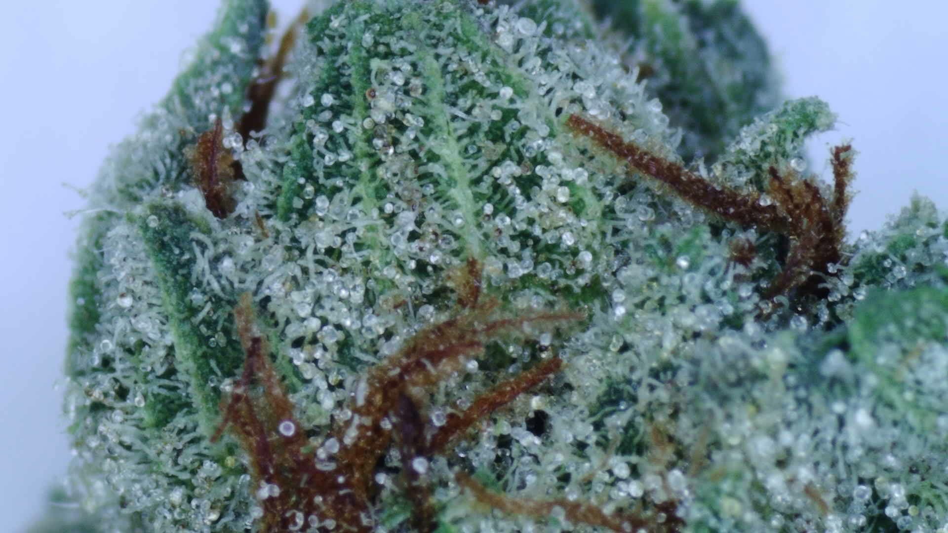 Pure Farms Vanilla Ice-e