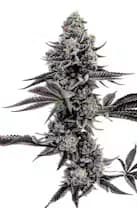 Cannabis Cured Blueberry Cupcake
