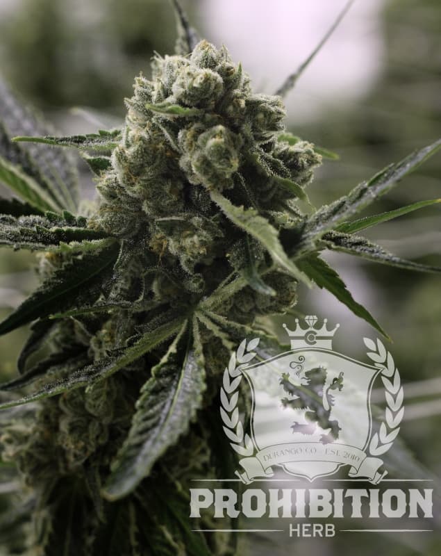 Prohibition Herb
