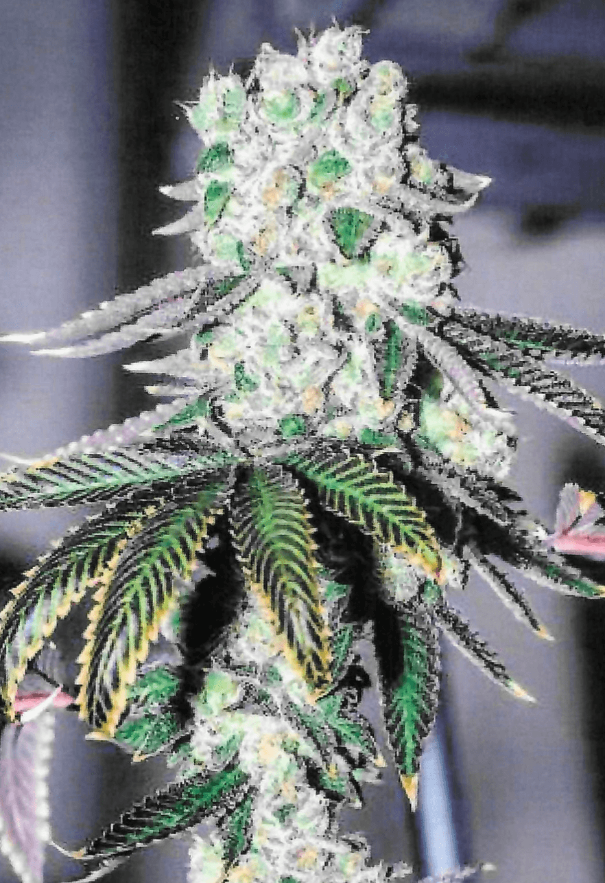 Cannabis Cured Wedding Pie