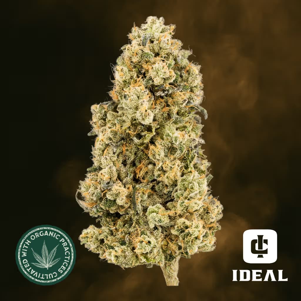 Ideal Cannabis Coconut Candy