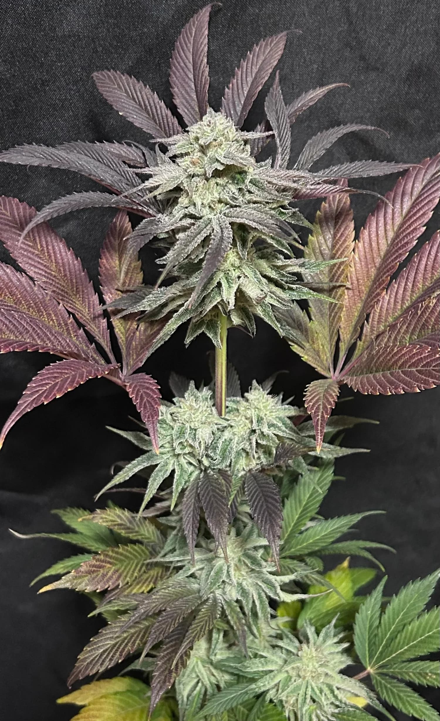 6 Pack Feminized Seeds: Stinky Pinky