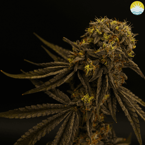 Indigrow