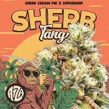 A1ZA Sherb Tang | 14g | Pre-Pack Flower
