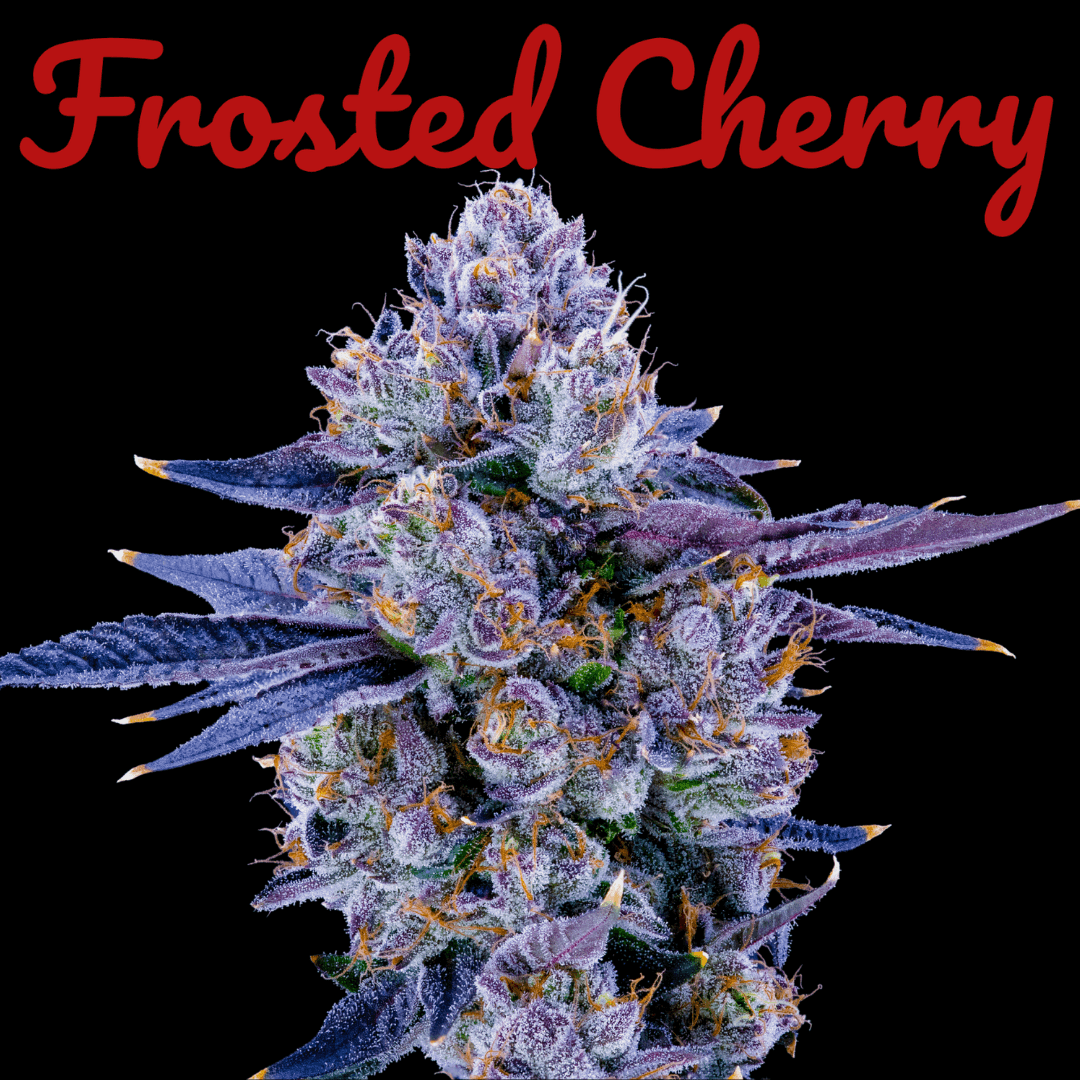 SPARQ Frosted Cherry | Pre-Pack
