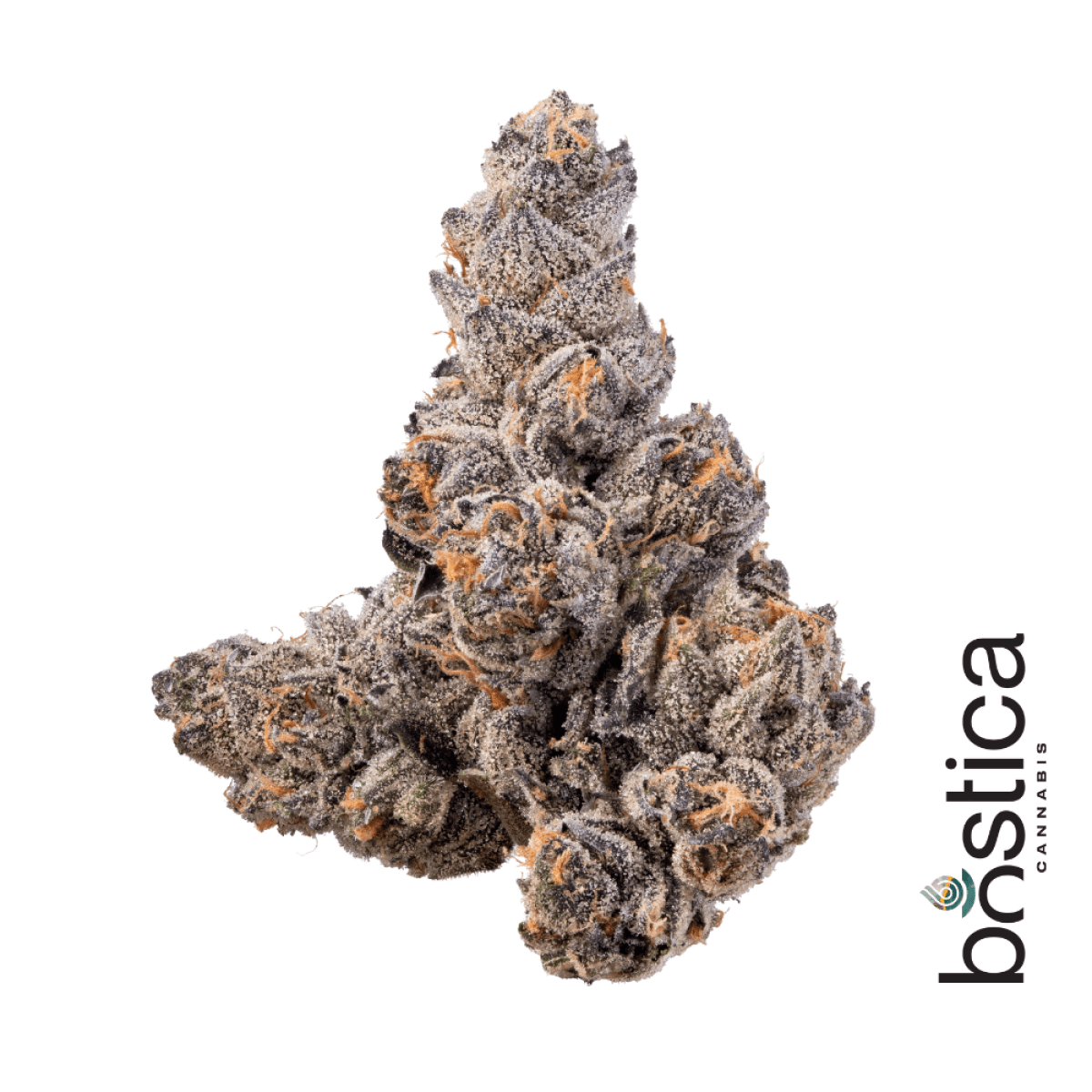 Bostica Grape Gary