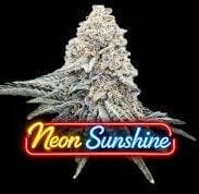 Kush Groove