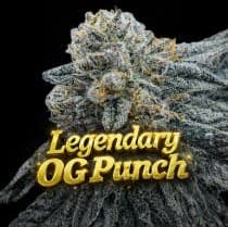 Kush Groove