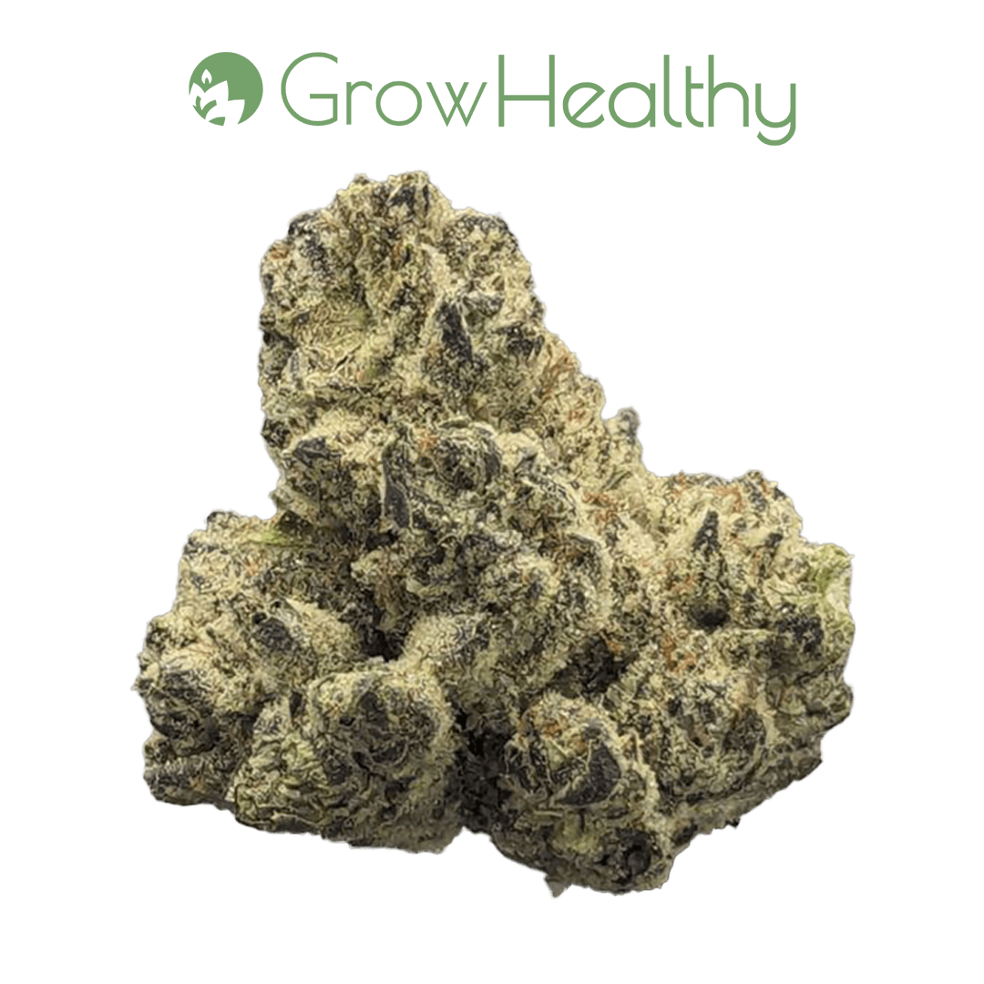 GrowHealthy Tropicana Cherries Flower