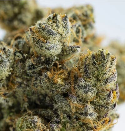 Stash Club GRAPE GALENA