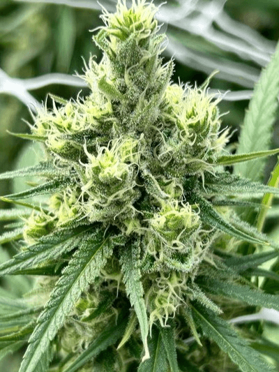 Canasmith CANASMITH - Flower - Super Lemon Haze