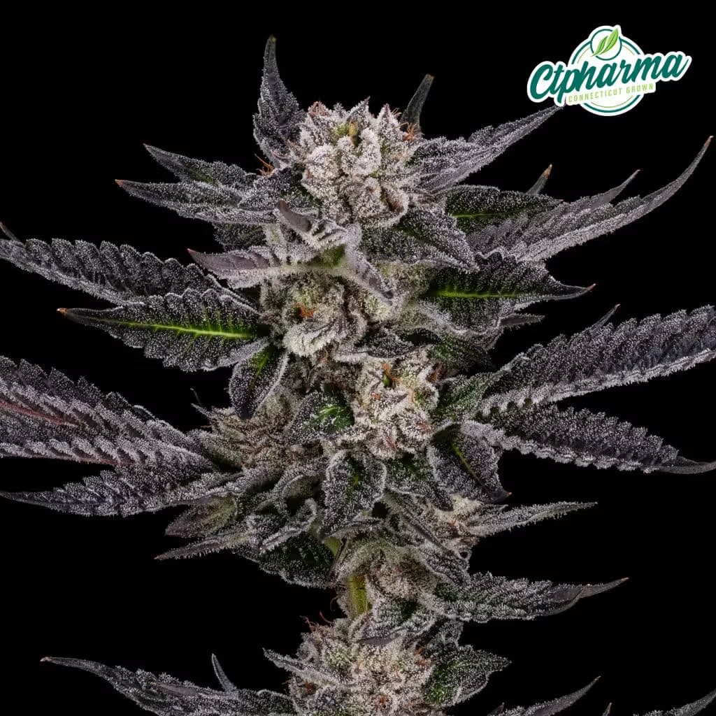 CTPharma Pre-rolls
