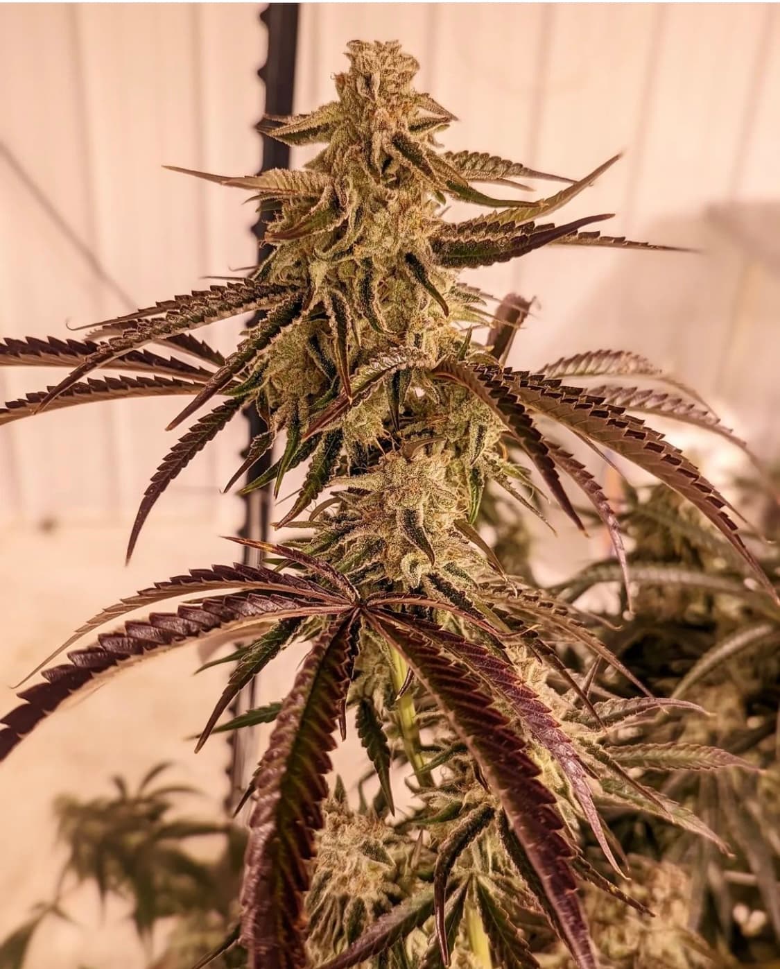 Lone Peak Cannabis