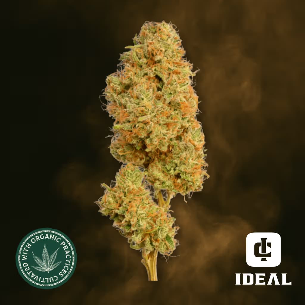 Ideal Cannabis
