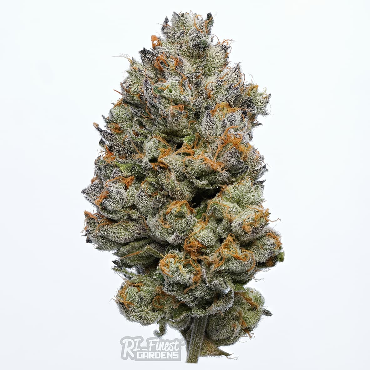 RI Finest Gardens Trunk Funk | 3.5g