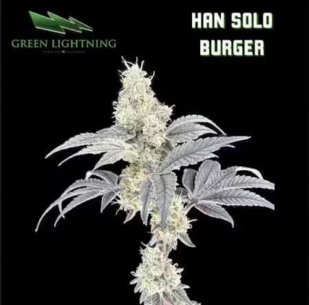 GREEN LIGHTNING Flower