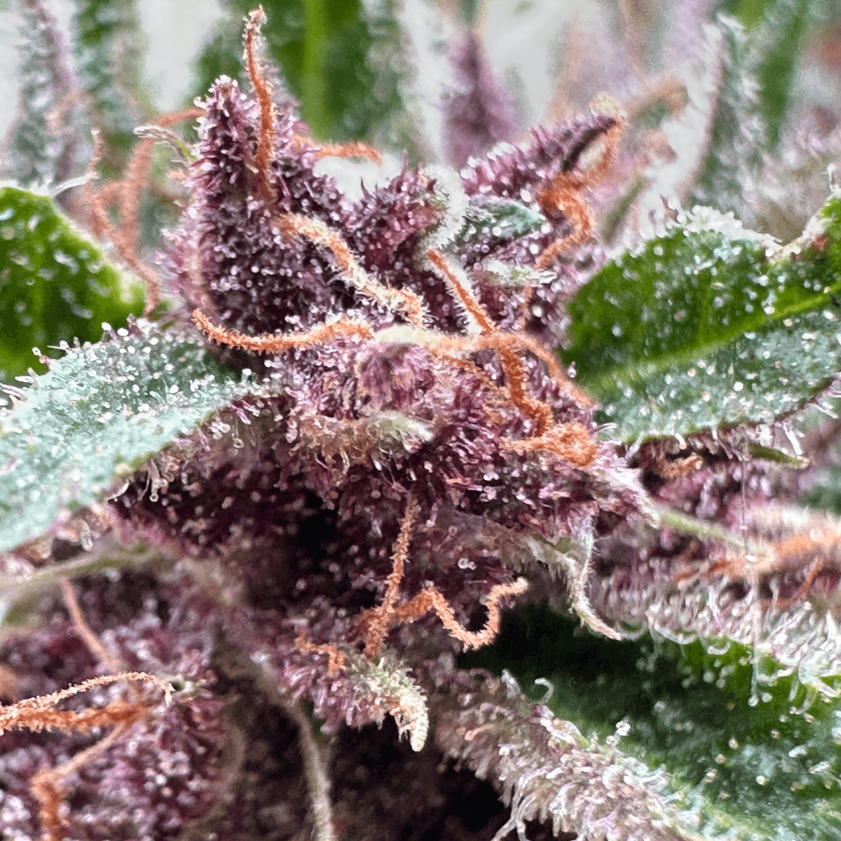 Clovis Cherry Poison - Sun Grown Deli Flower - Clovis
