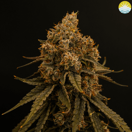 Indigrow