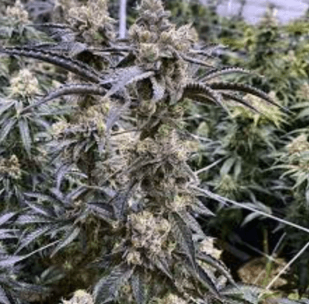 Indigrow