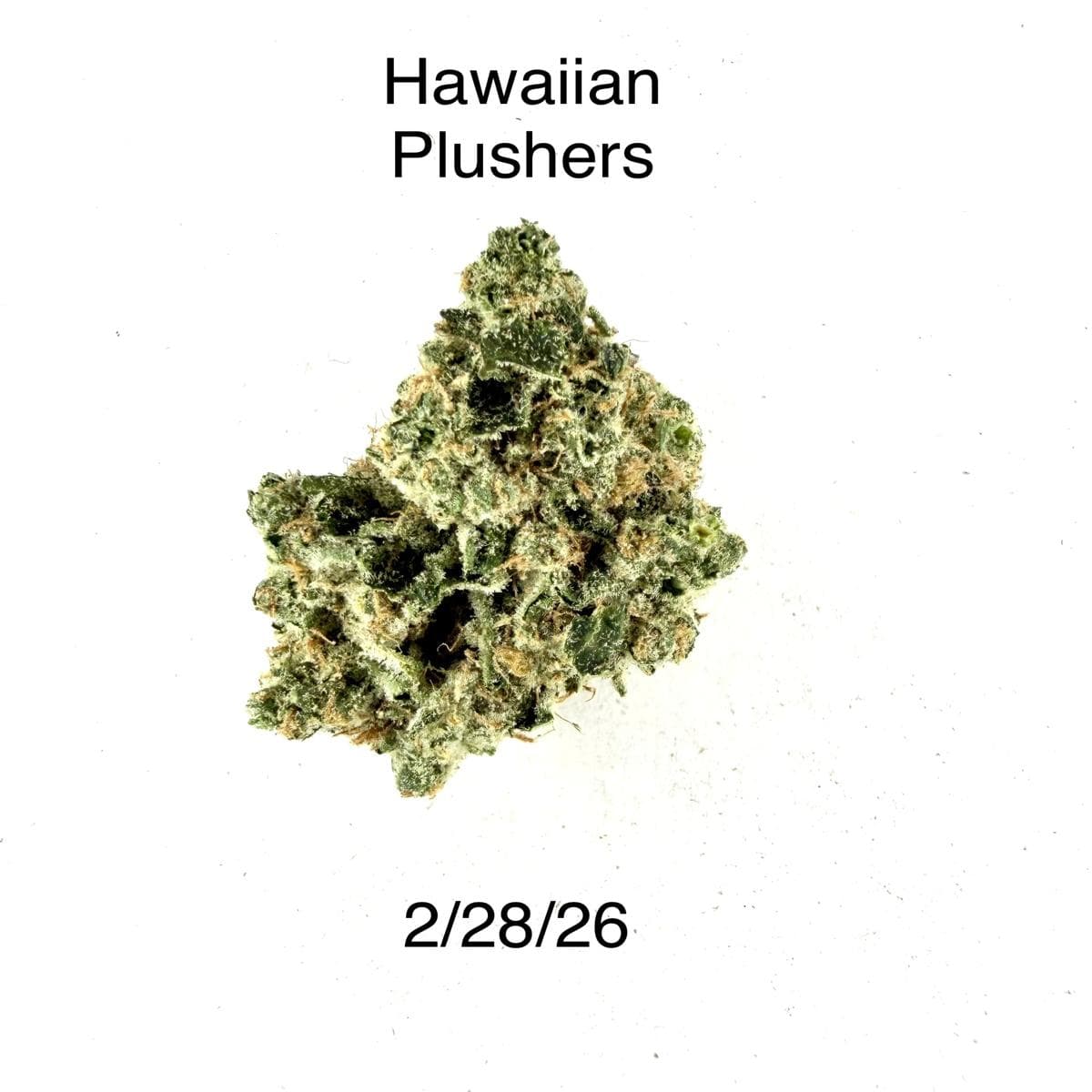 P37 Hawaiian Plushers