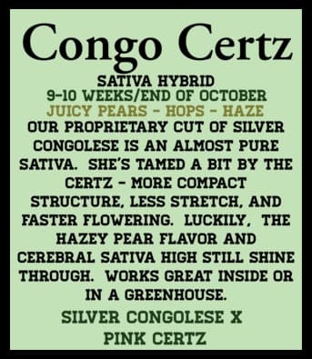 6 Pack Feminized Seeds - Congo Certz