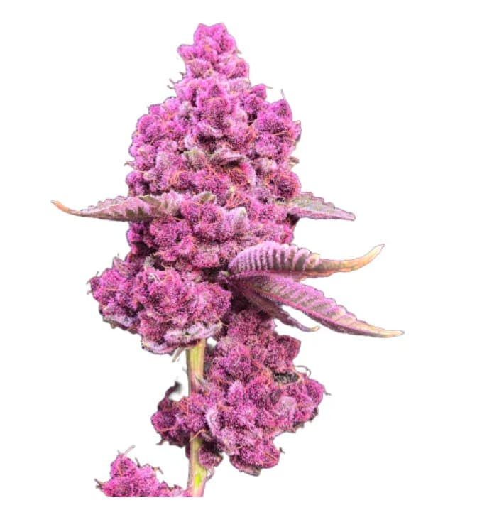 Shucanna Tropical Cherry - 7g