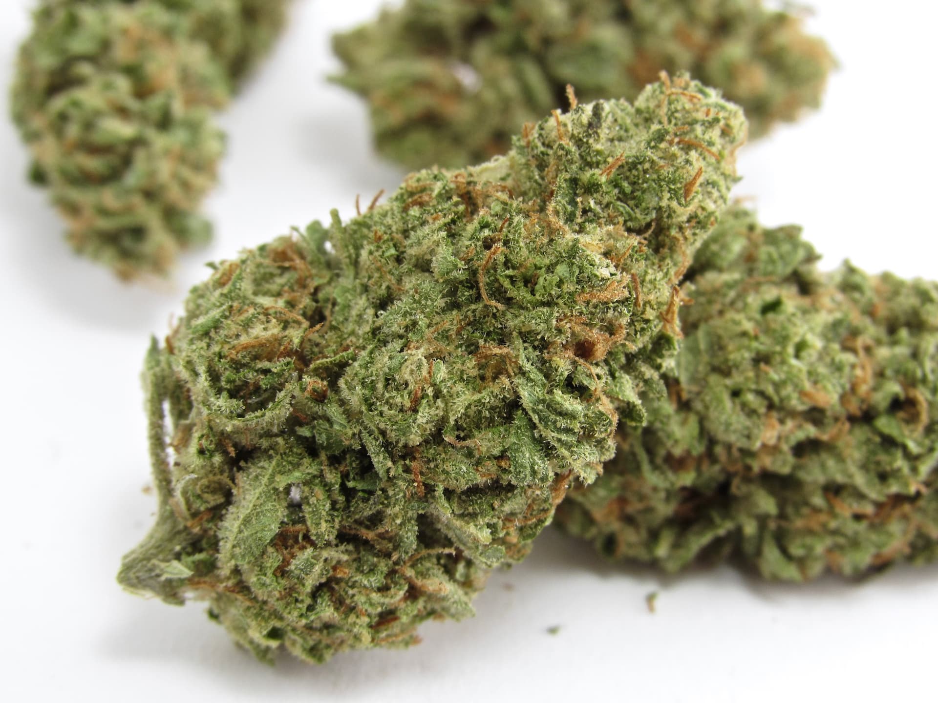 Cookie Jar Cannabis OMG!