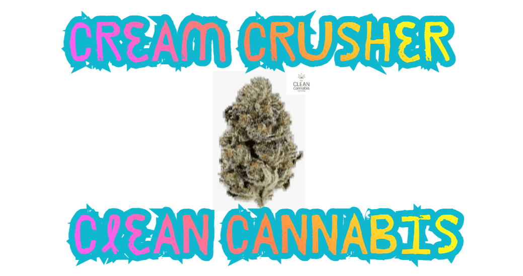 Clean Cannabis Company Cream Crusher Flower Clean Cannabis