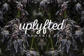 Uplyfted Cannabis Co. Uplyfted: Guava Jungle Drip Live Rosin