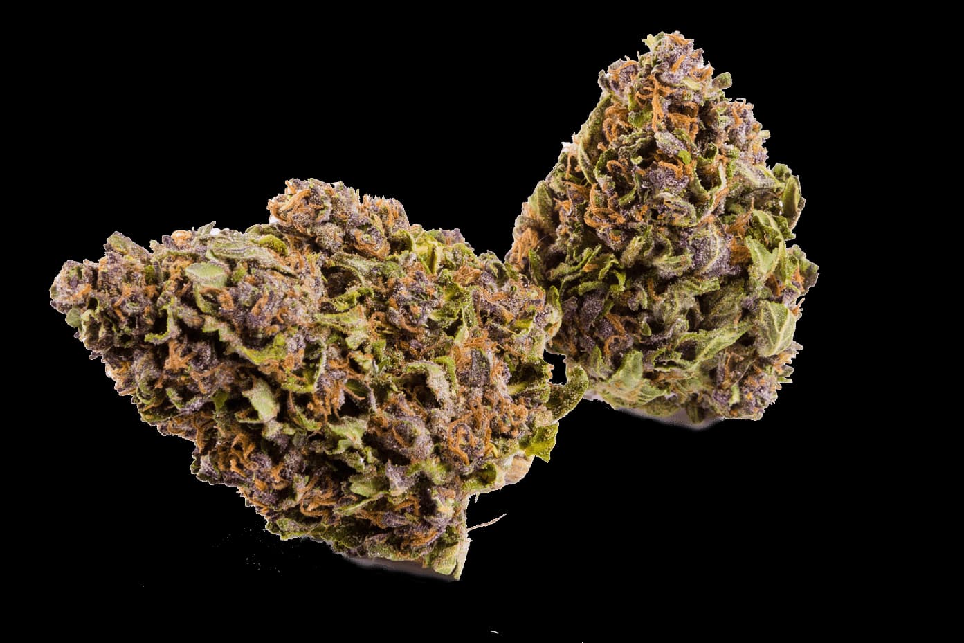 Seavey Loop MIMOSA ORANGE PUNCH