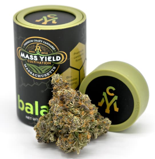 Mass Yield Cultivation Inzane in the Membrane Deli Style Flower