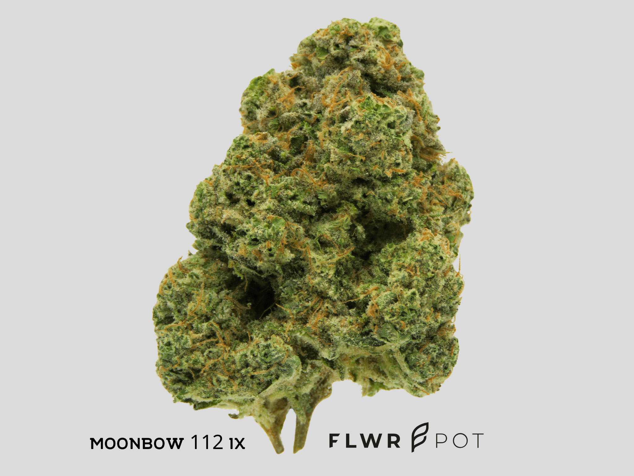 FLWR Pot