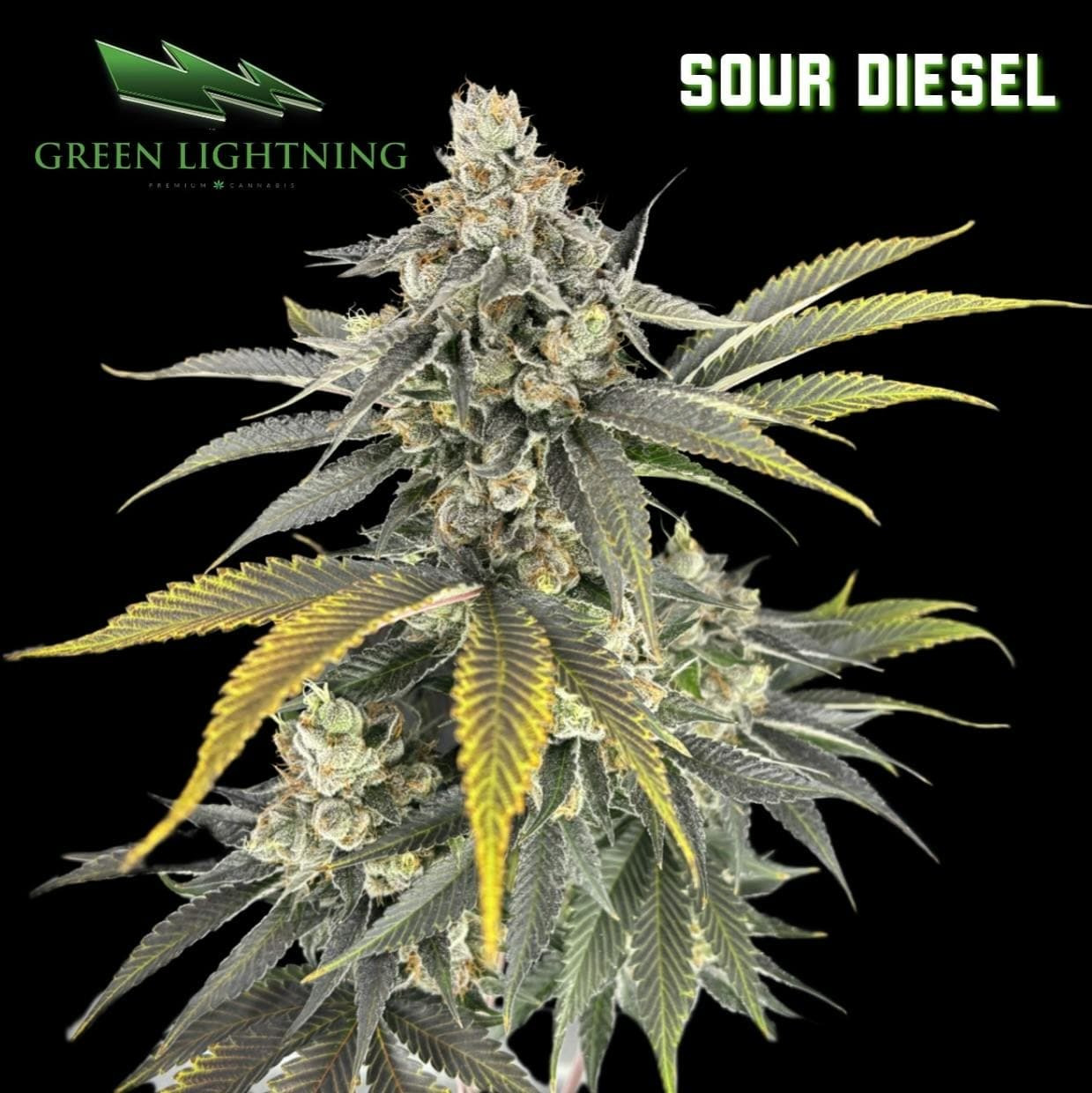 GREEN LIGHTNING