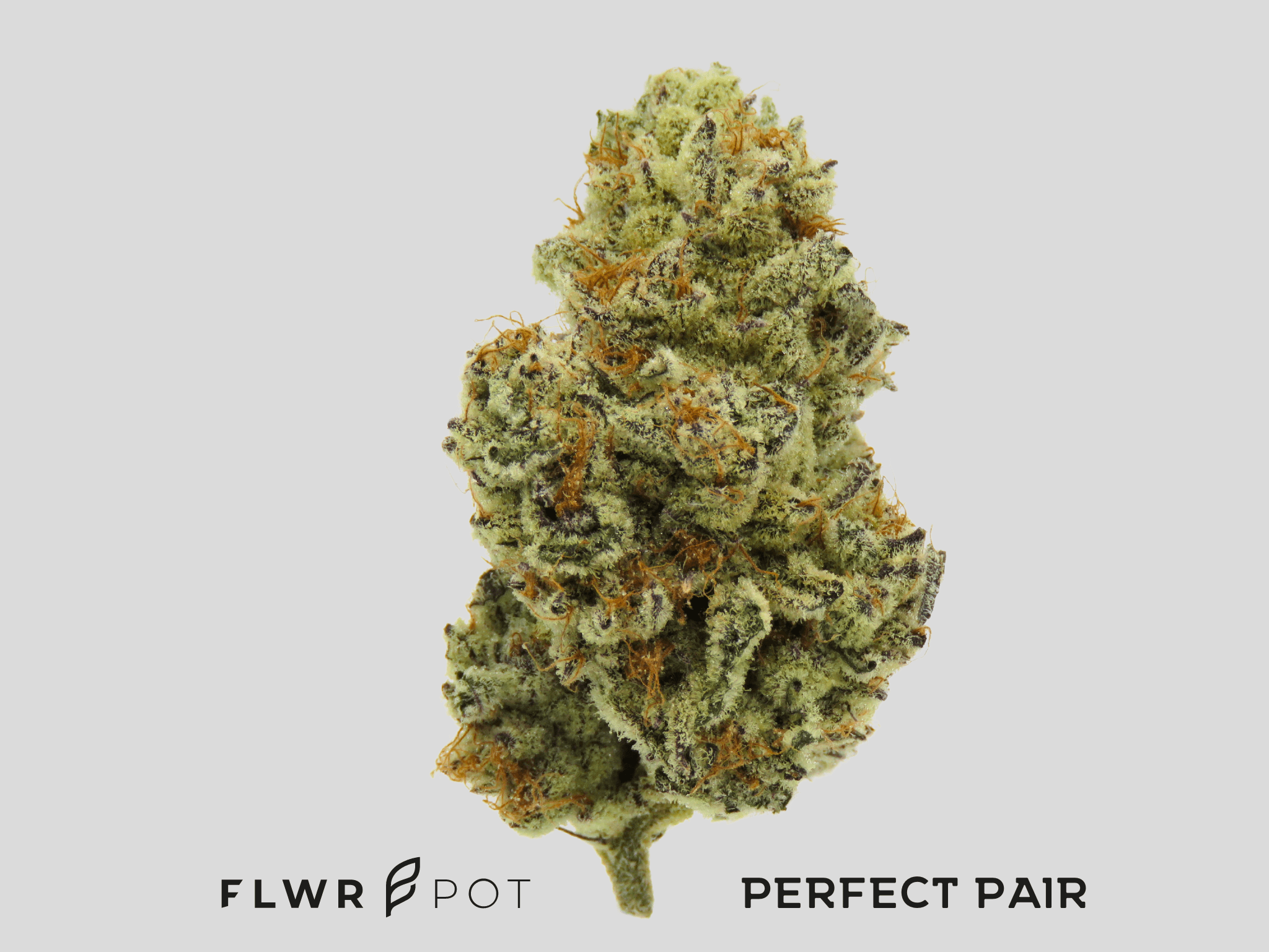 FLWR Pot