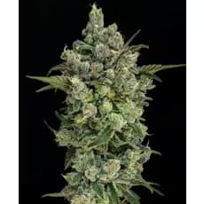 West Orange Farms Hypnotik | Shake
