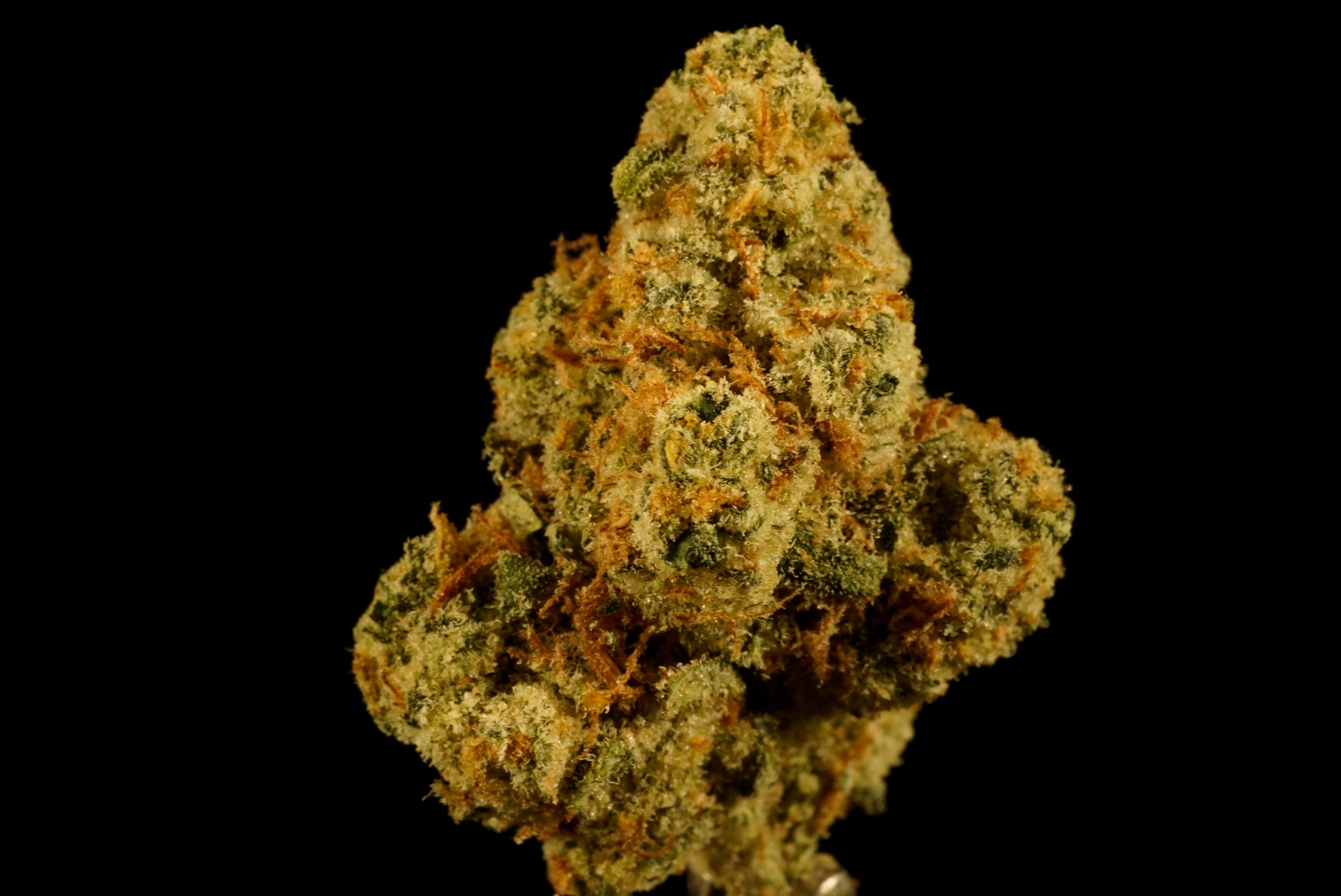 Prohibition Herb