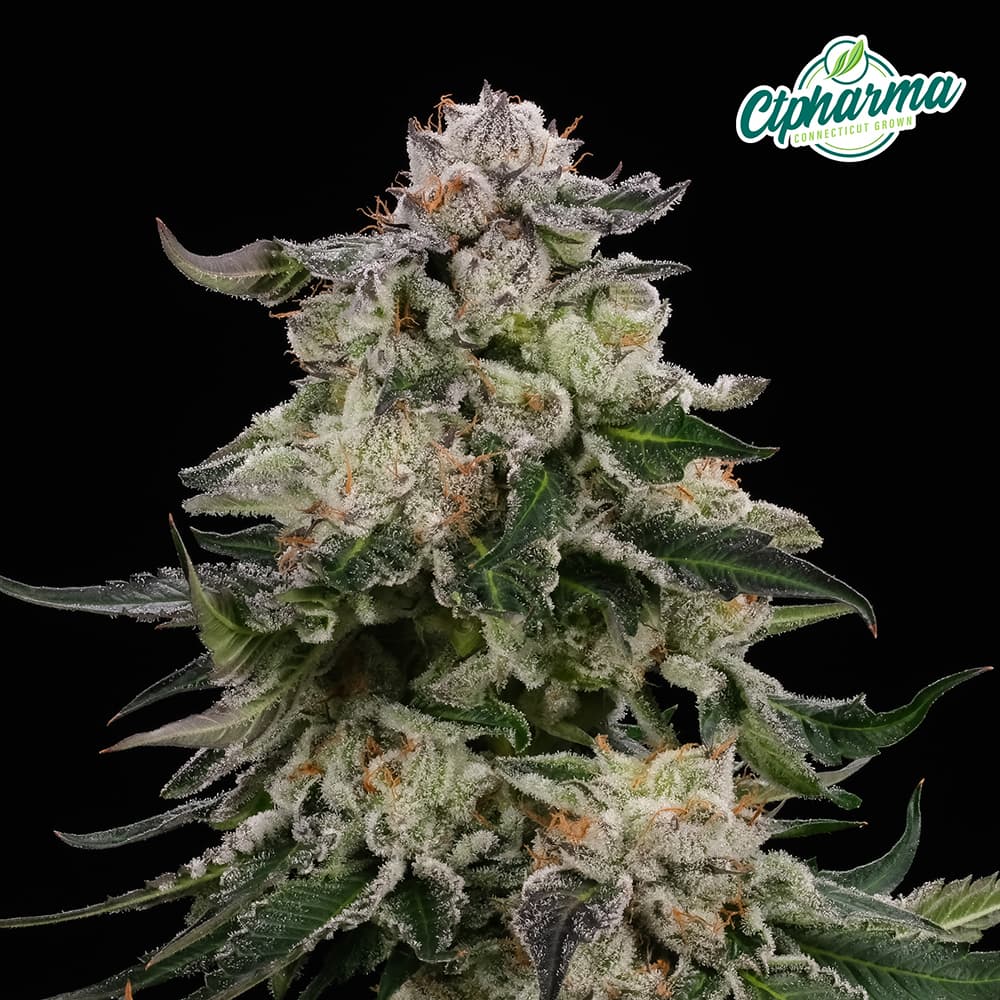CTPharma Modified Haze Flower H 27050