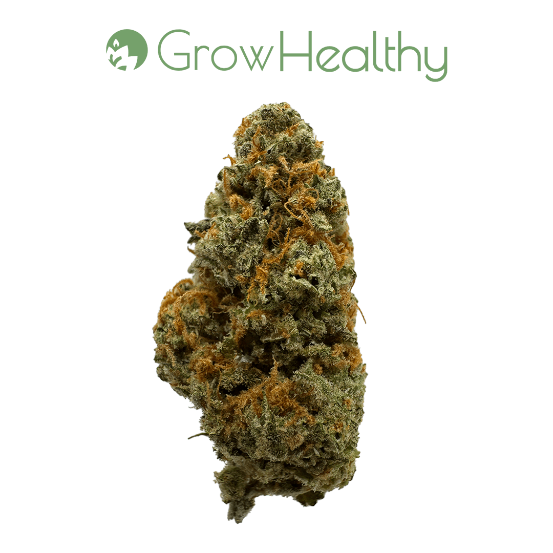 GrowHealthy Strawpaya Flower