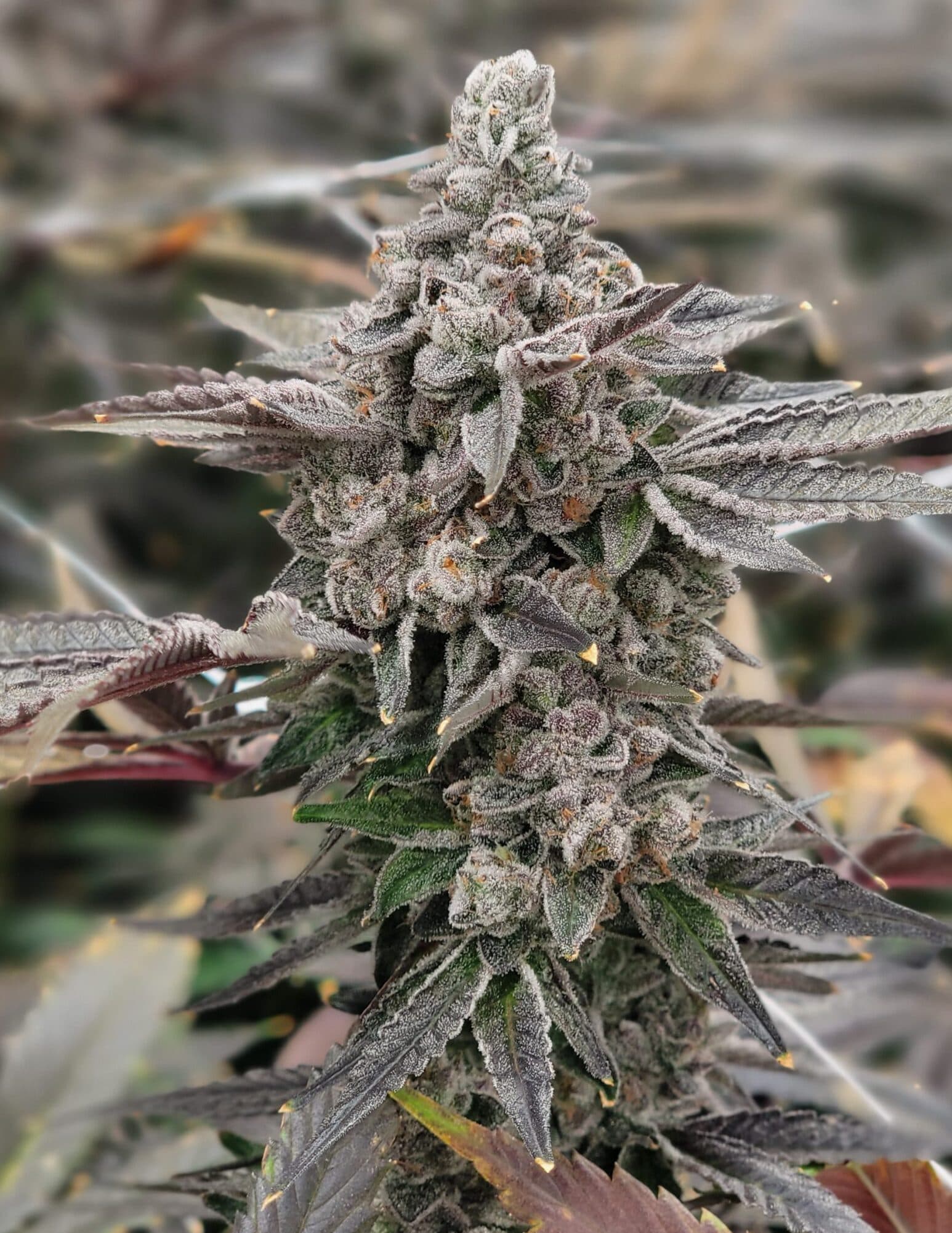 Trap To Table Purple Sunset | Grape Gas | 3.5g Jar