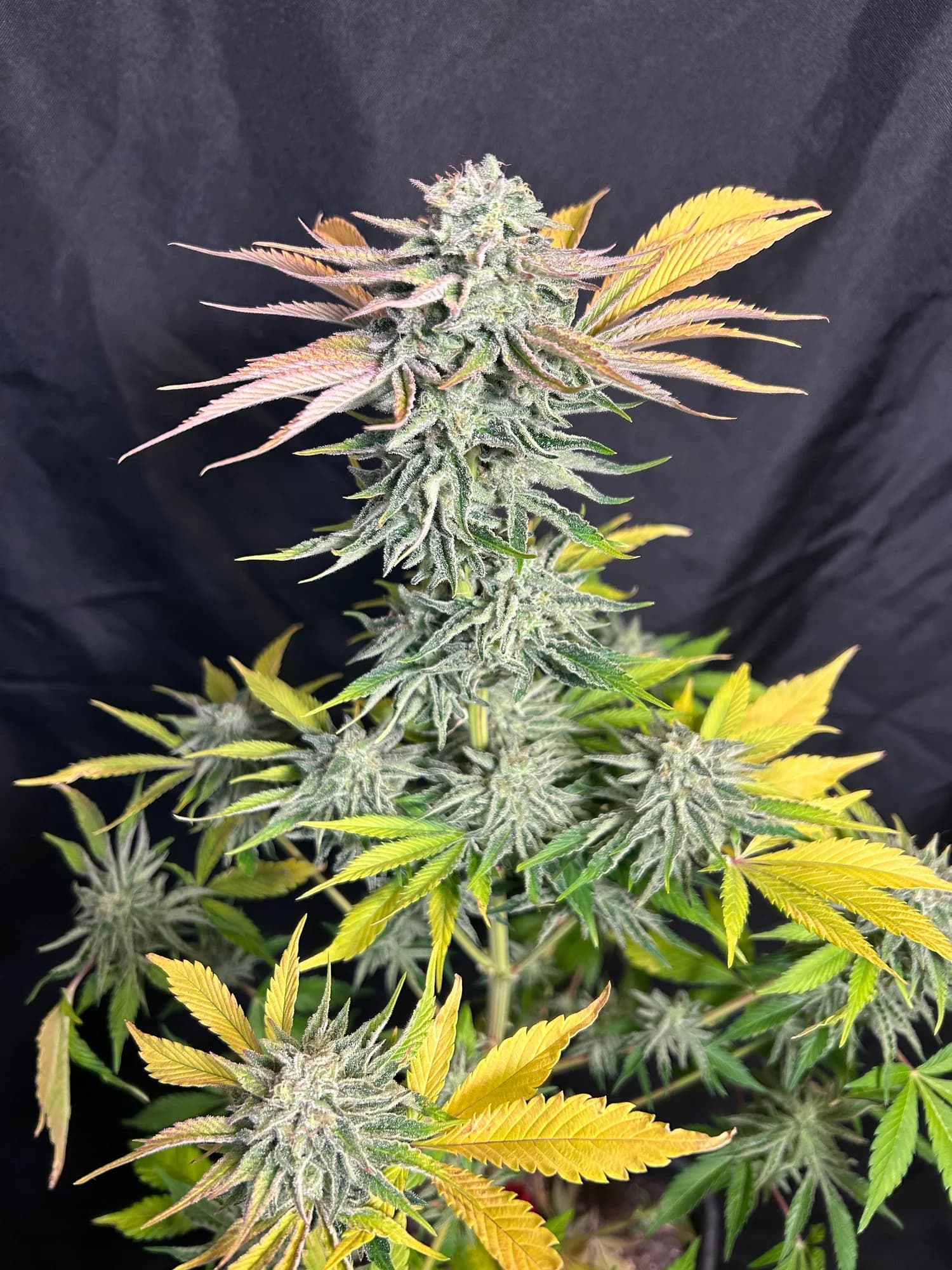 6 Pack Feminized Seeds: Blackberry Fizz