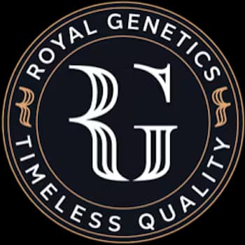 Royal Genetics Kush Mints | Live Rosin | 1g