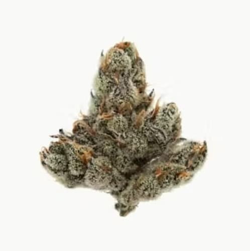 Zero Gravity Cannabis Nor' Easter