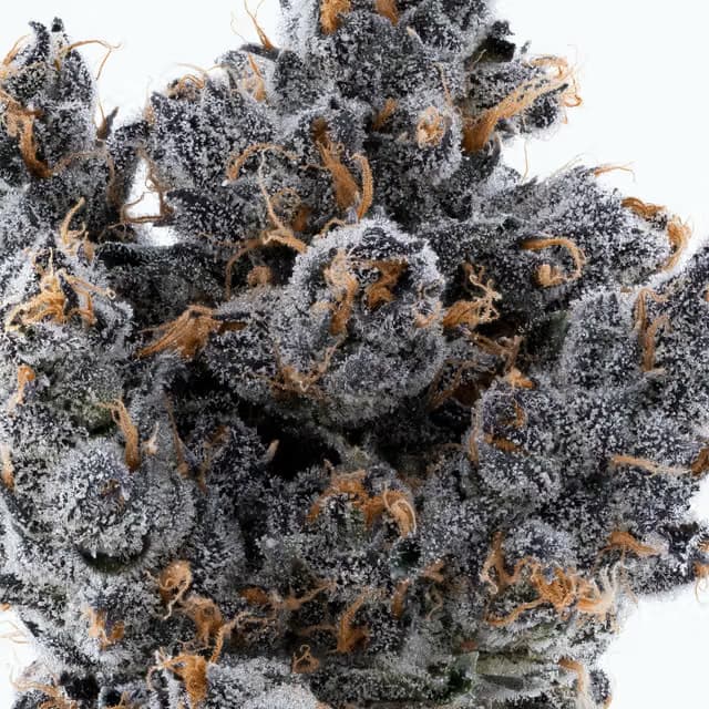 Lumpy's Flowers