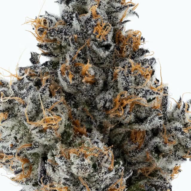 Lumpy's Flowers