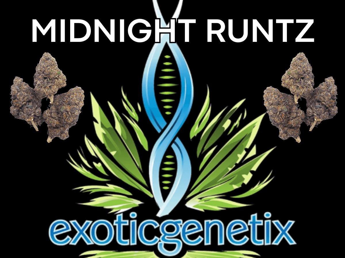 Exotic Genetix EXOTIC GENETIX | MIDNIGHT RUNTZ | BULK | INDICA/HYBRID