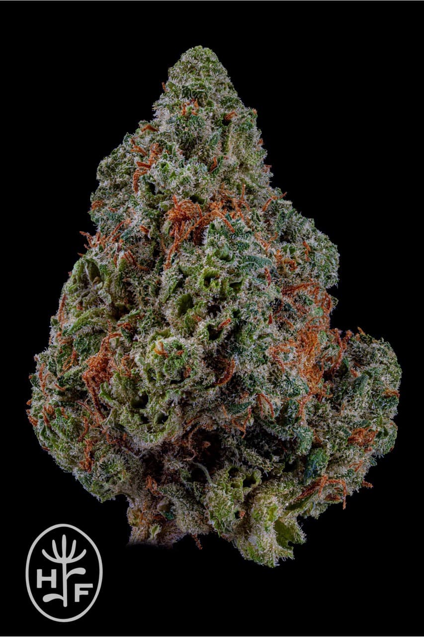 Hamilton Farms Panama Red