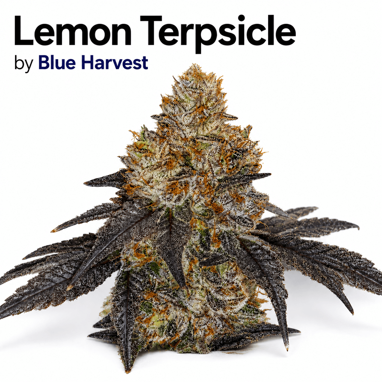 Blue Harvest Flower